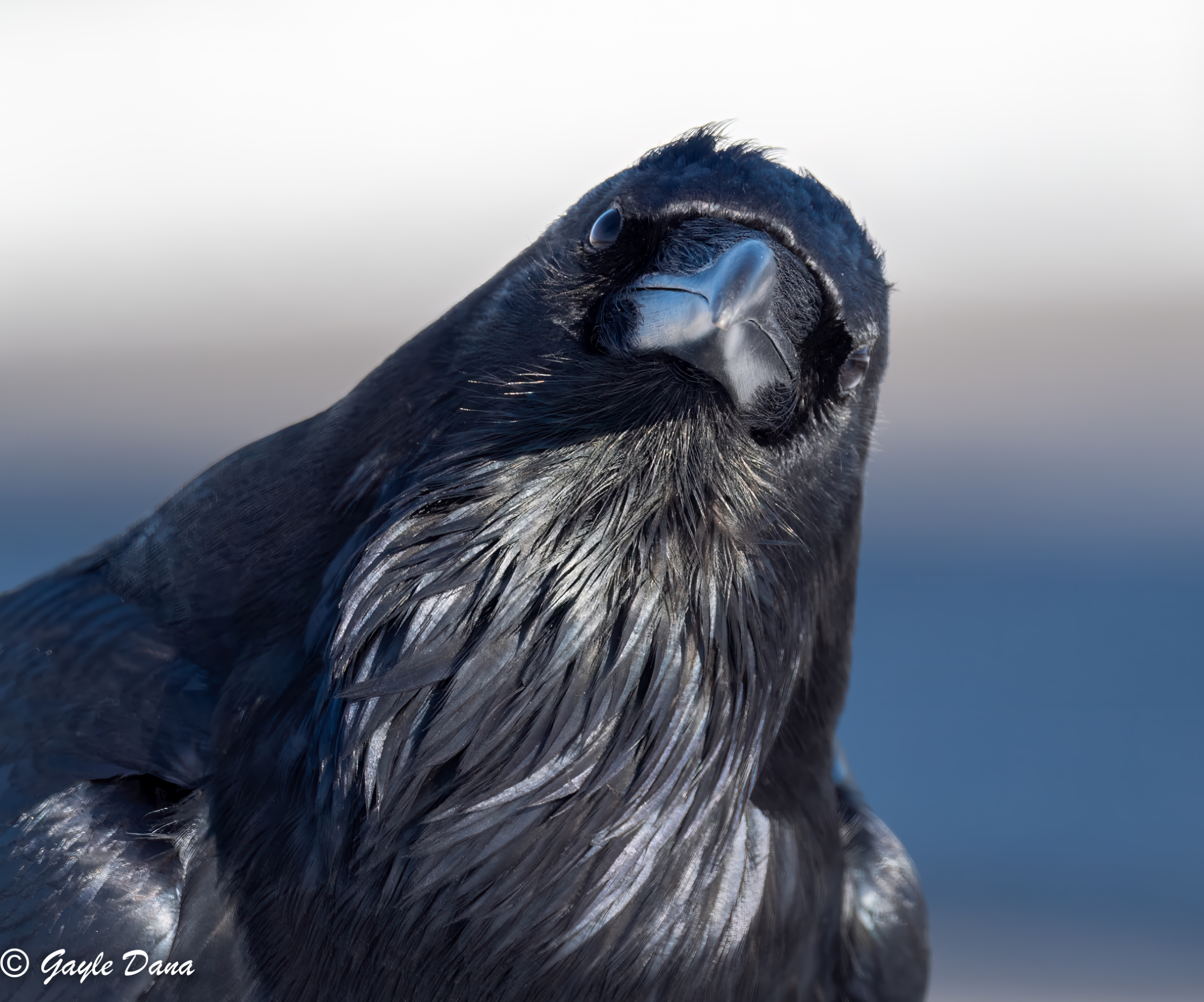 Raven head tilted